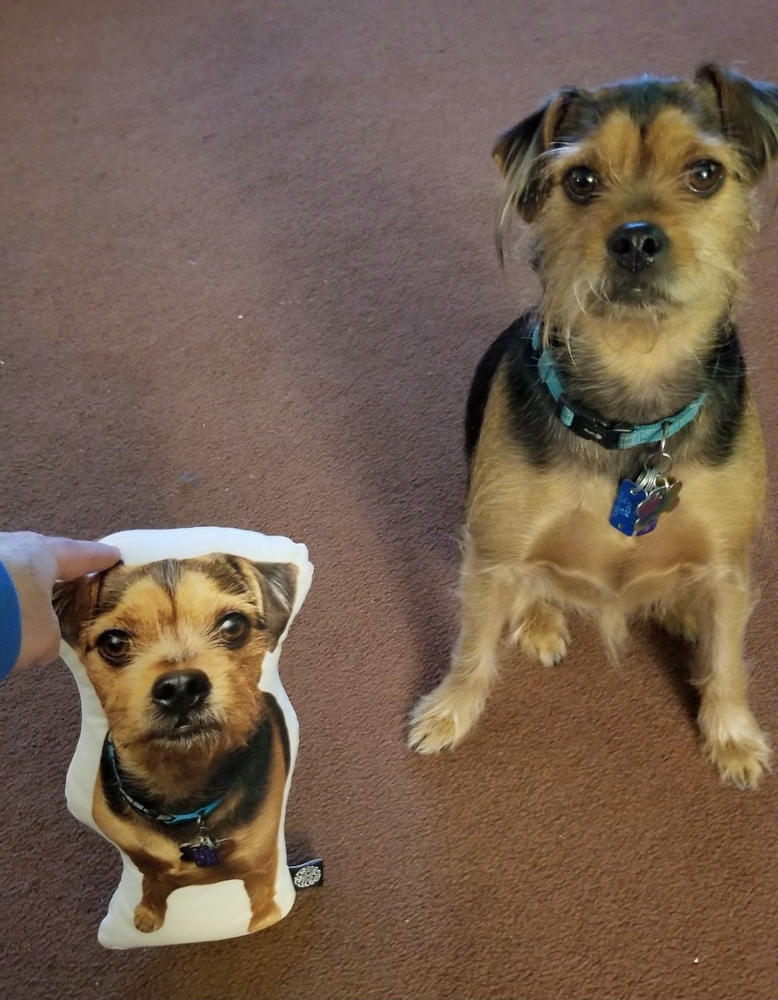 Custom Pet Pillow - Customer Photo From Caroline Lawrence