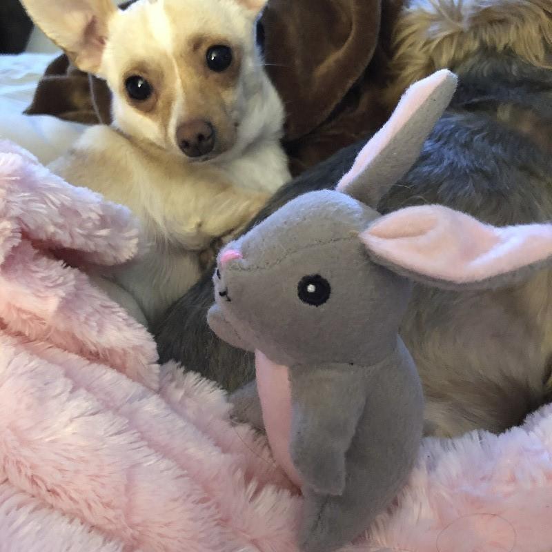 ZippyPaws Burrow Squeaky Hide & Seek Bunny 'n Carrot Plush Dog Toy, On  Sale