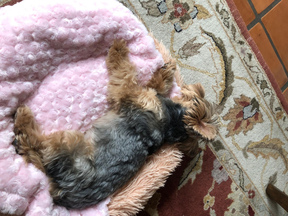 Minky Pet Blankets in Pink Rosette Pattern - Customer Photo From Anonymous