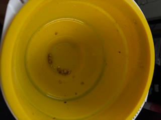 Pop Cups Discovery Kit - Customer Photo From Cammy Goucher