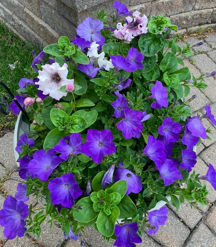 Easy Wave® Lavender Sky Blue Petunia Seeds – Park Seed