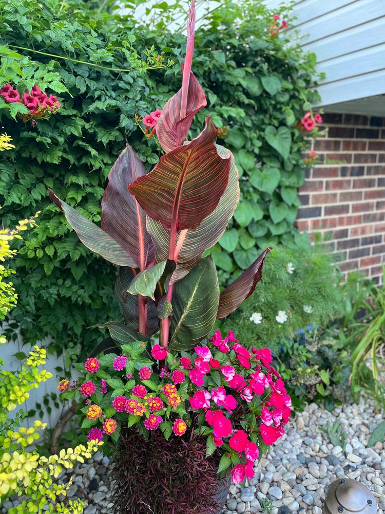 best fertilizer for indoor plants Indoor Plant Fertilizer | Best Plant Food for Thriving Houseplants