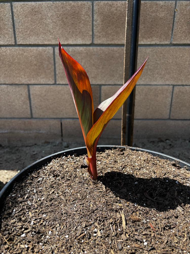 Canna Lily Tropicanna® Bulb – Park Seed