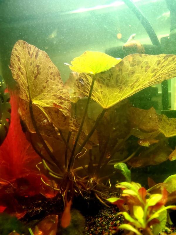 Tiger Lotus Red (Nymphaea zenkeri) - Customer Photo From Shannon Spencer