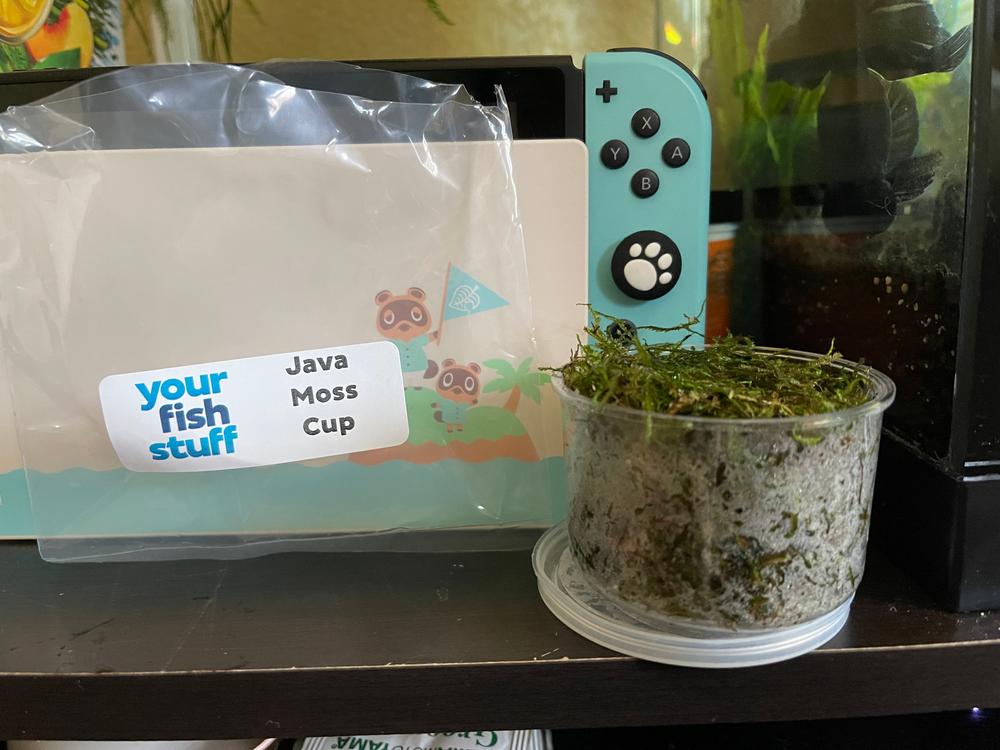 Java Moss Cup - Customer Photo From Mary