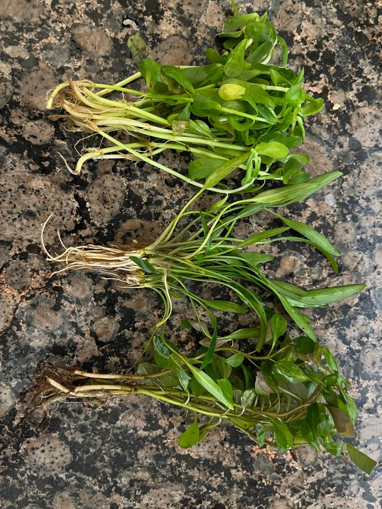 Hornwort Ceratophyllum demersum - Customer Photo From Jennifer