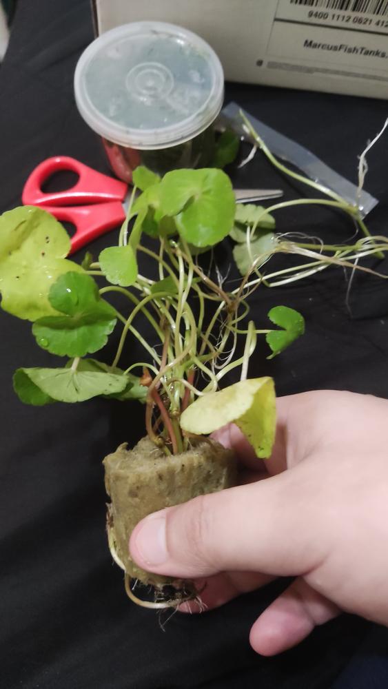 Brazilian Pennywort - Hydrocotyle leucocephala - Customer Photo From Wil