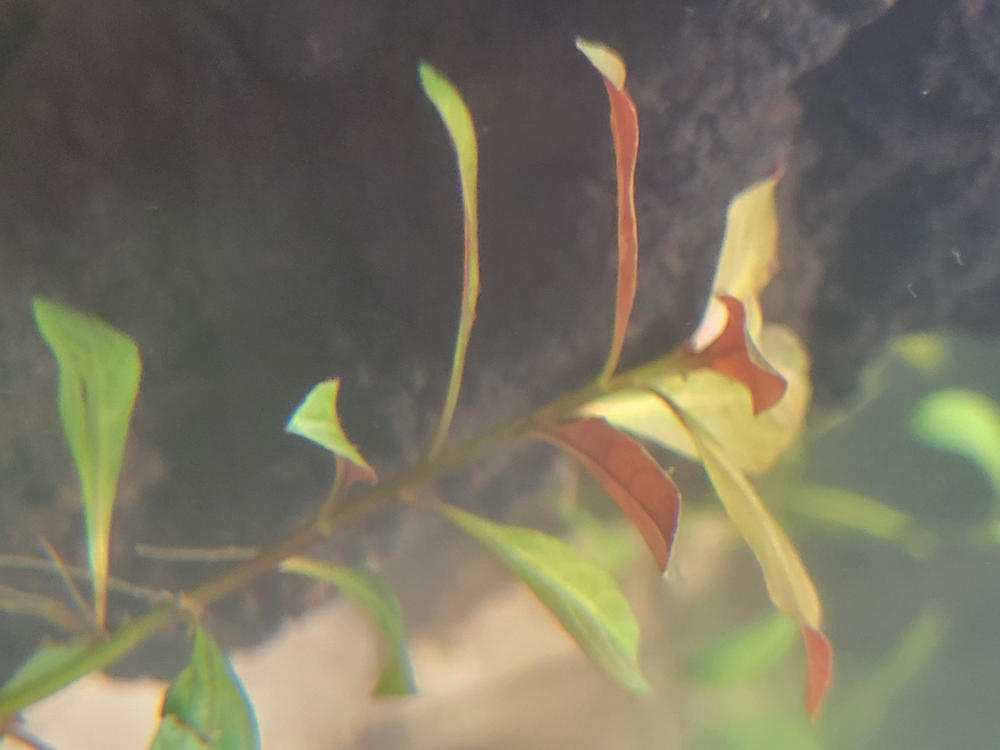 Ludwigia repens - Customer Photo From Destry Lack