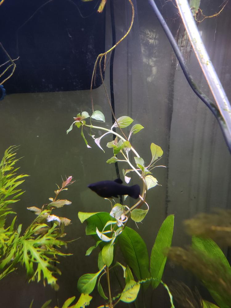 Ludwigia repens - Customer Photo From Wil