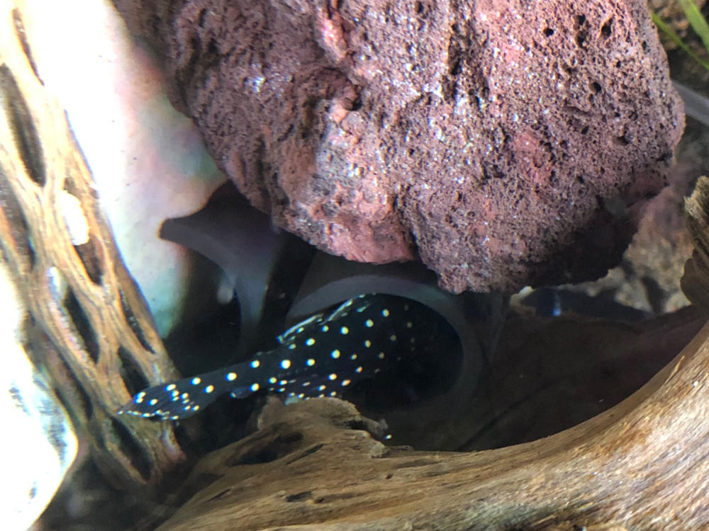 Pleco Cave - 1.5" D-Shape - Customer Photo From Todd Phillips