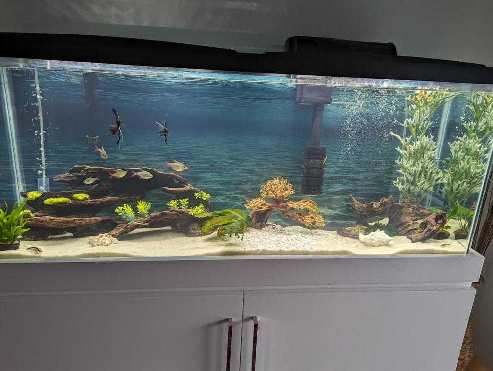 Bonsai Aquarium Wood - Customer Photo From Patricia Smith