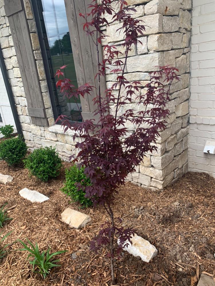 Bloodgood Japanese Maple — PlantingTree