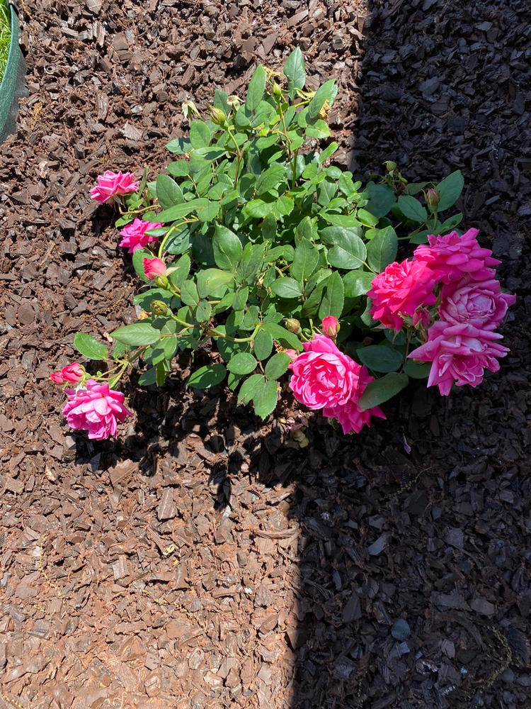 Pink Double Knock Out Rose | Add Sweet Pink Color - 2 Gallon