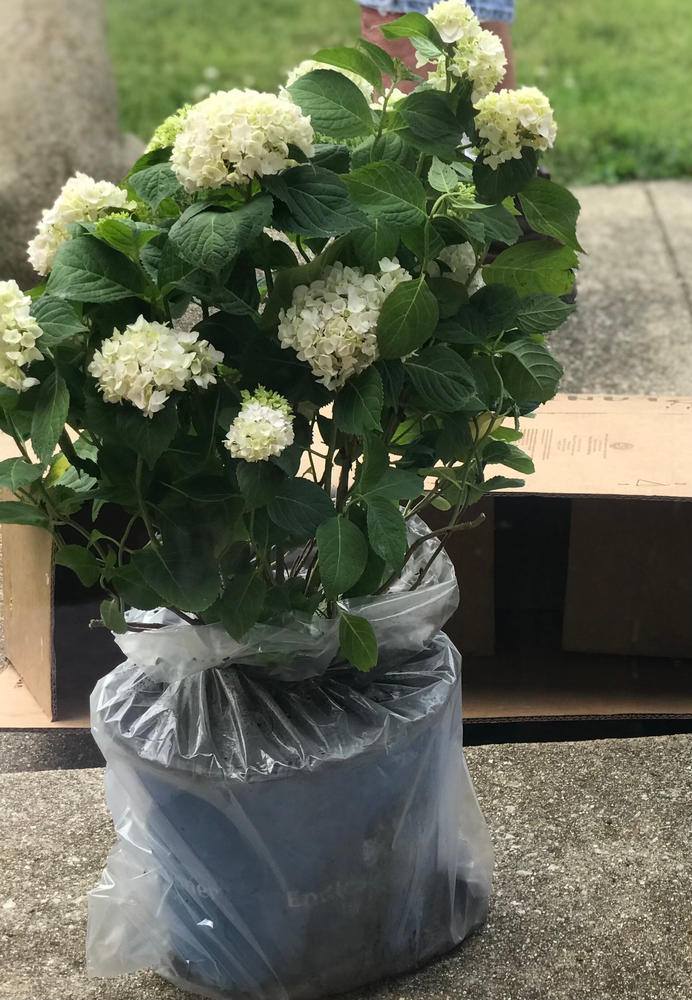 Endless Summer Hydrangea - Blushing Bride (Hydrangea macrophylla 'Blus -  Davenport Garden Centre