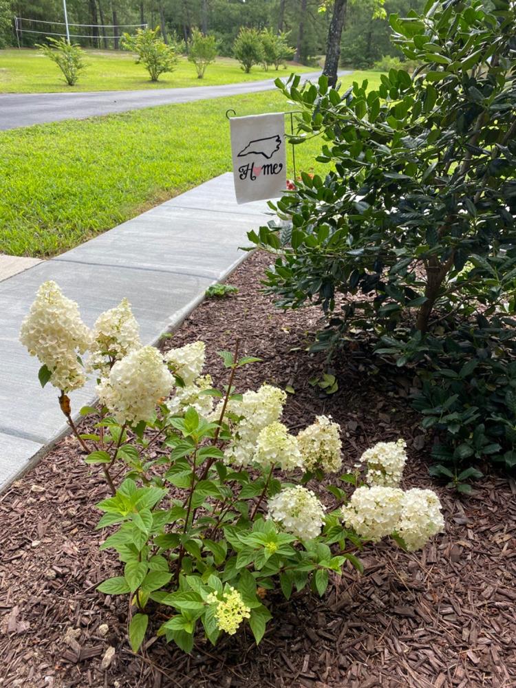 planting strawberry sundae hydrangea