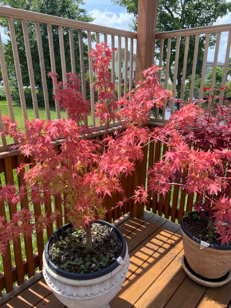 Snow-and-Summer Asiatic Jasmine - 1 Gallon - PlantingTree
