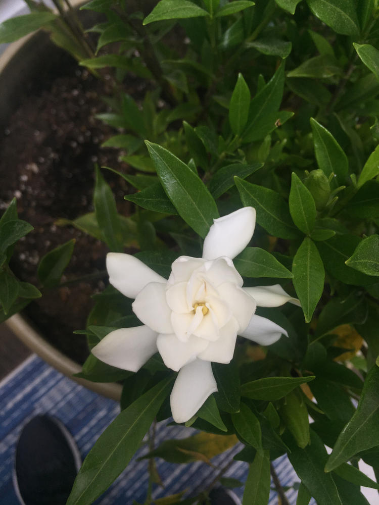 Monrovia White Frostproof Gardenia Flowering Shrub In Pot (With