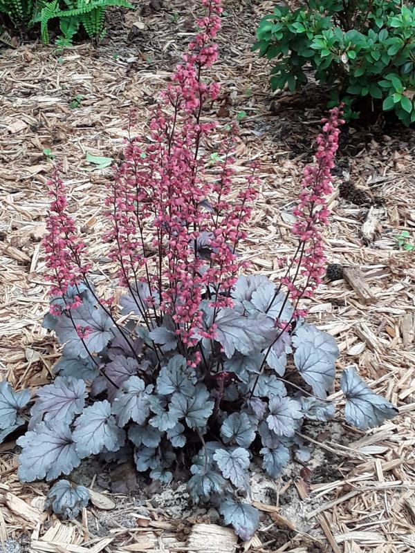 Heuchera Silver Scrolls — PlantingTree