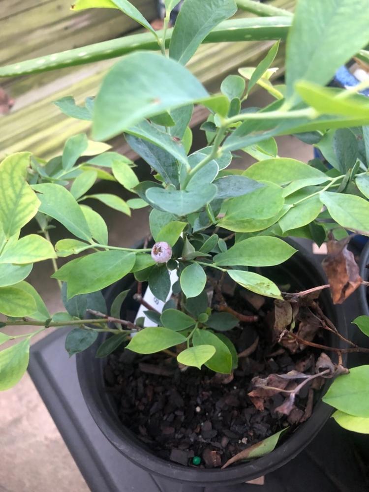 Premier Blueberry Bush | Blueberry Bush for Sale — PlantingTree