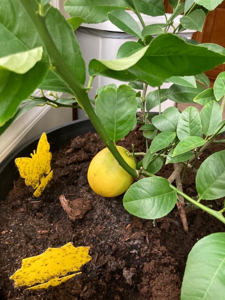 thumbnail image 2 of Organic Meyer Lemon Tree – Non-GMO, 3-5” Tall, Indoor/Outdoor, Pet Safe, USA Grown 2 of 2