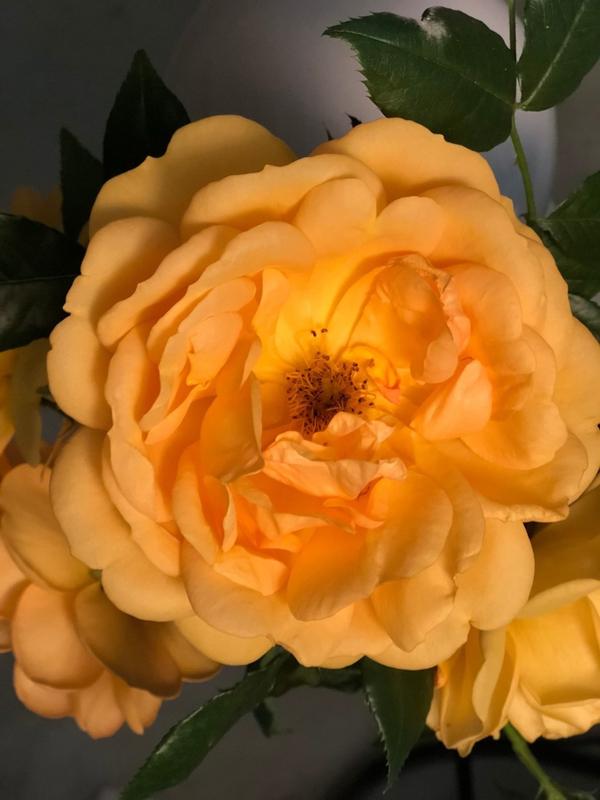 South Africa Sunbelt Rose Tree — PlantingTree