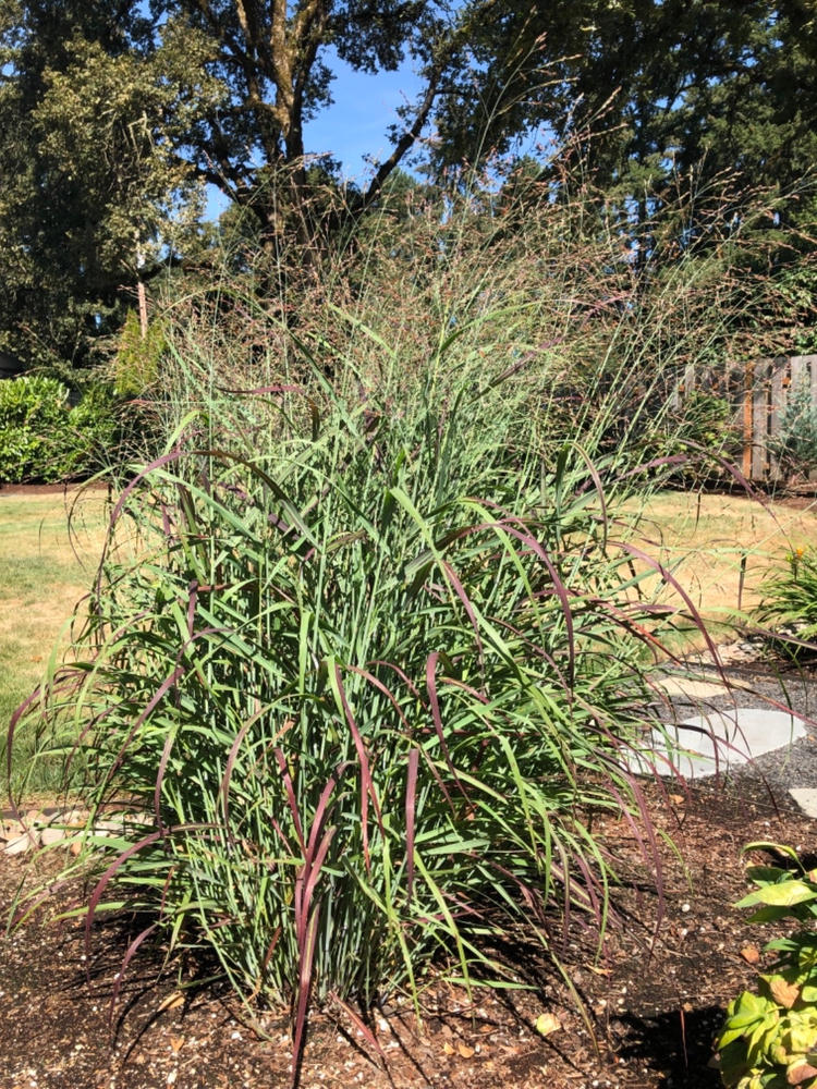 Shenandoah Switch Grass PlumPink Plumes — PlantingTree