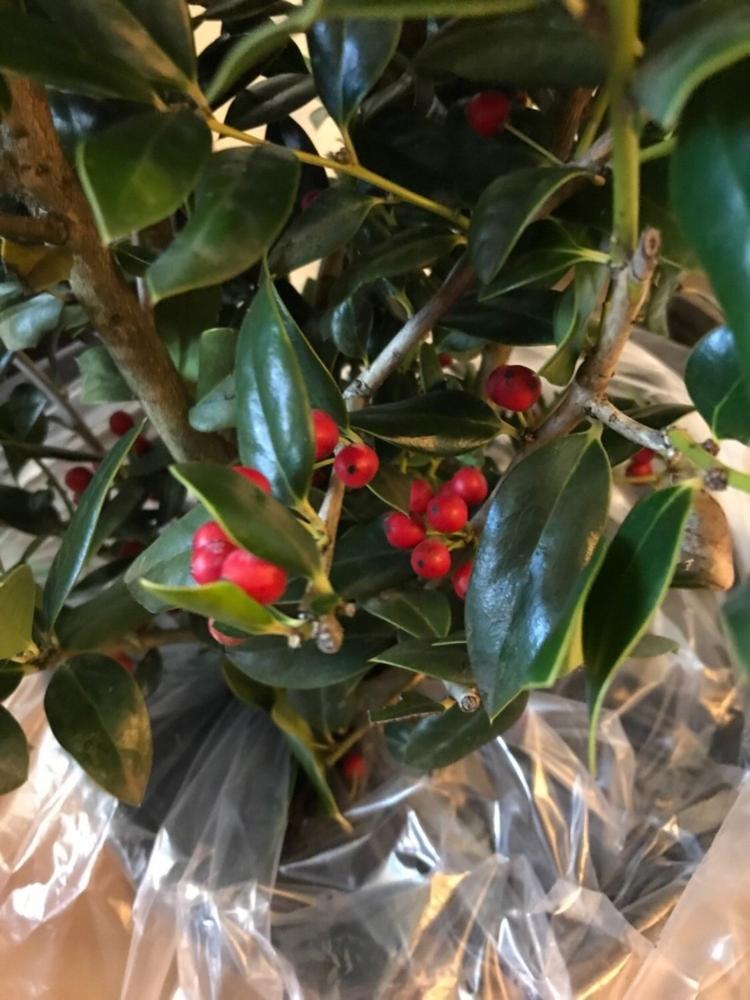 Needlepoint Holly — PlantingTree