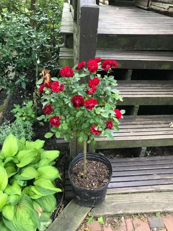Red Sunblaze Miniature Rose Tree — PlantingTree