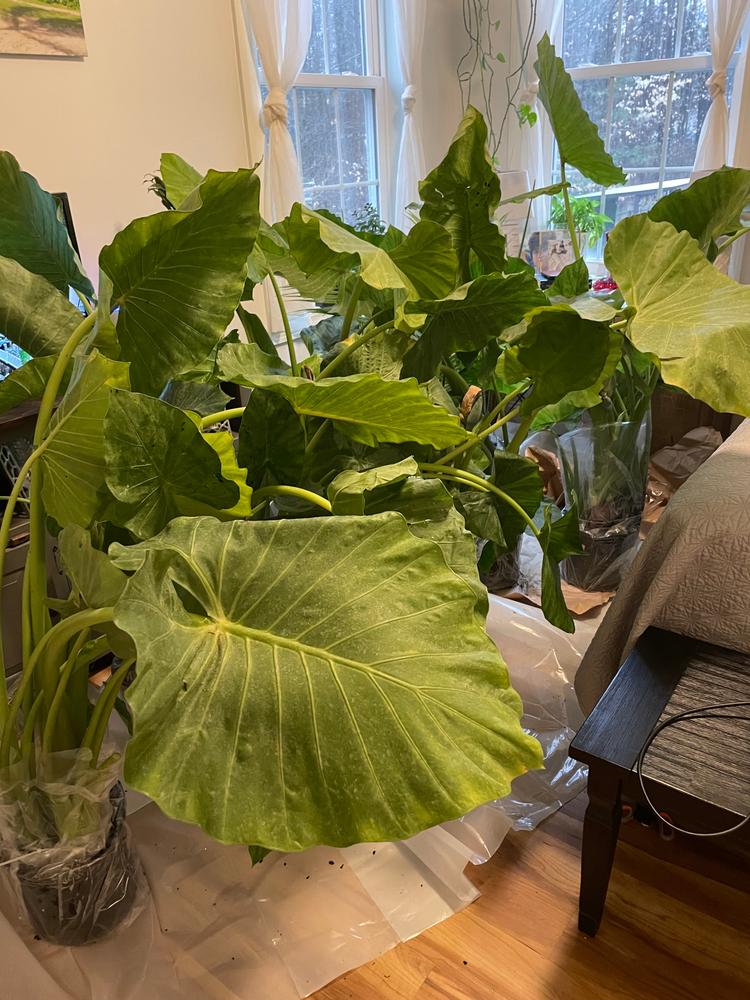 Upright Elephant Ear | Patio Plant | PlantingTree.com - PlantingTree