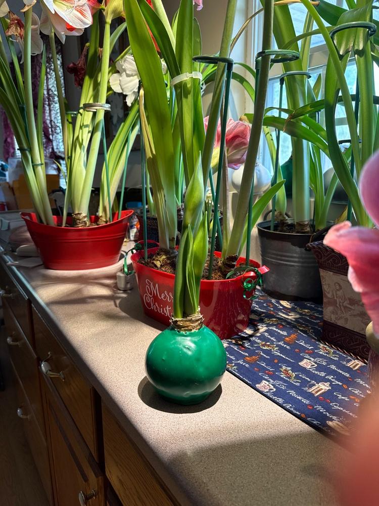 Waxed Amaryllis Mystery Box – 12 Pack - Customer Photo From Anonymous