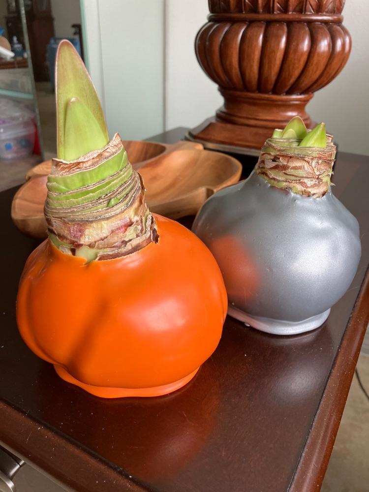 Waxed Amaryllis Mystery Box – 6 Pack - Customer Photo From Ramona G Boehler