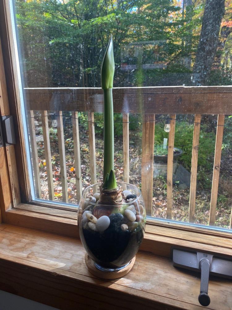 Double Nymph - 10 Bulbs - Customer Photo From Dawn Lynn