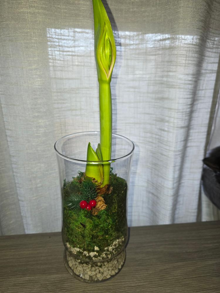 Anne Seaton - Customer Photo From Mario