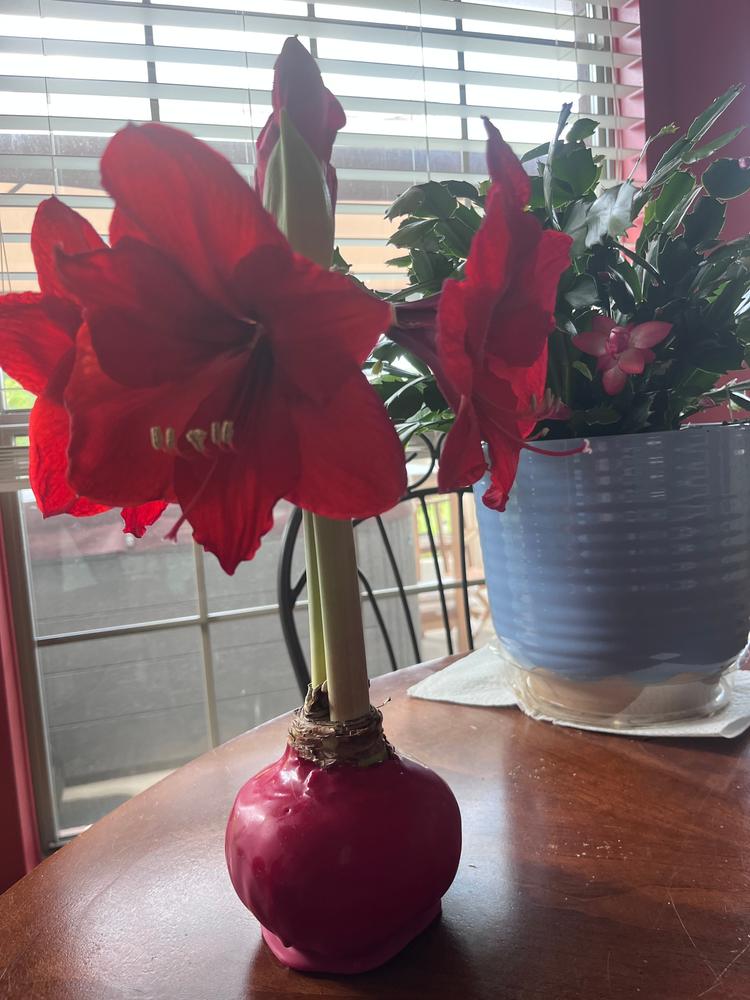 Onyx Glow - Customer Photo From TresaRose