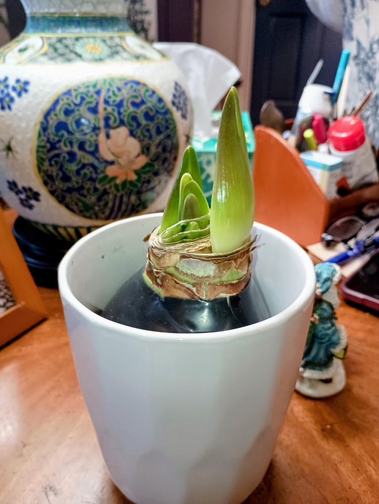 Onyx Glow - 1 Bulb - Customer Photo From Patricia McPherson