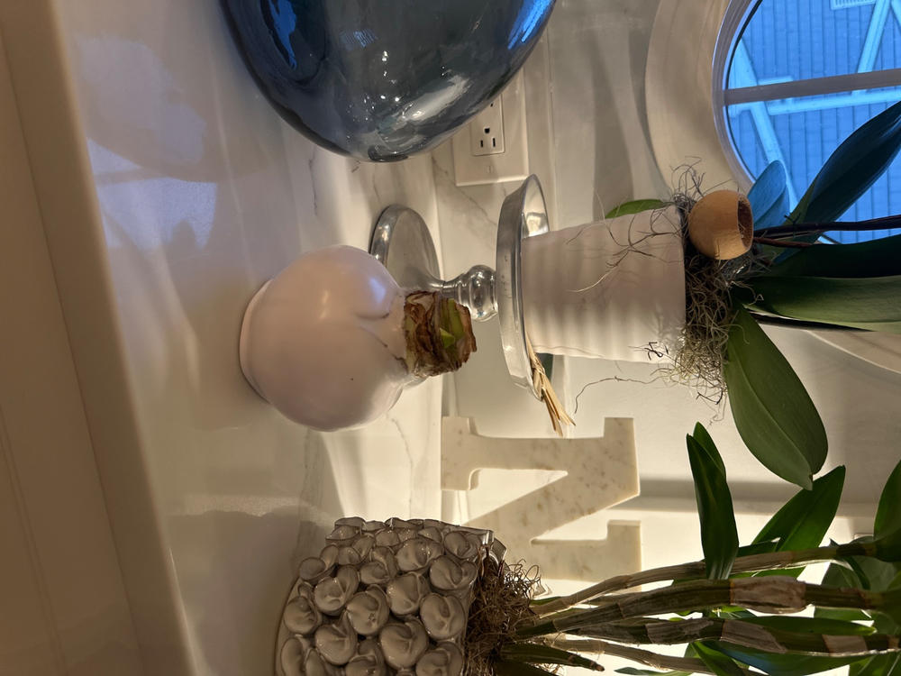 Snow White - 1 Bulb - Customer Photo From Carolyn Nardi