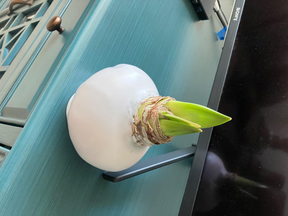 Snow White - 1 Bulb - Customer Photo From Anonymous