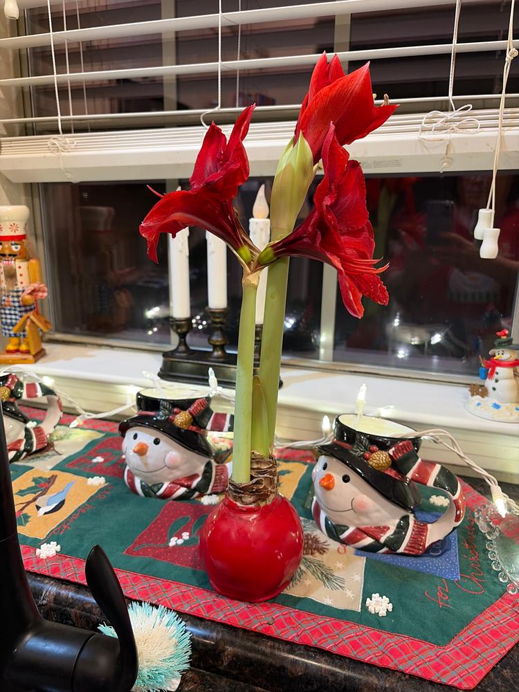 Classic Red - Customer Photo From Darlpete