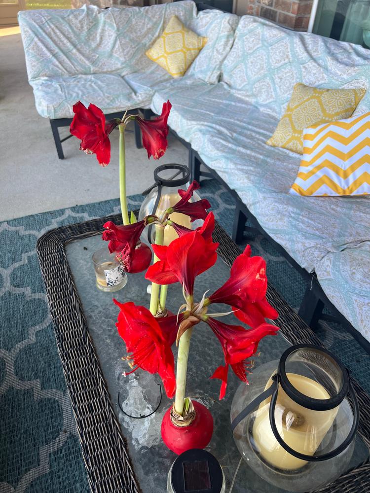 Classic Red - Customer Photo From Andrea