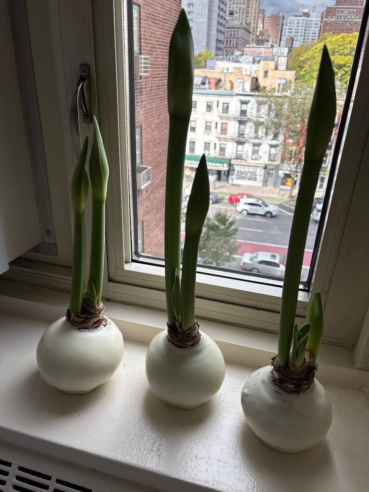 Ivory Elegance - 3 Bulbs - Customer Photo From Anonymous