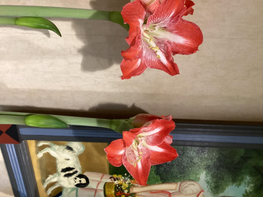 Pre-Sprouted Waxed Amaryllis - Customer Photo From Anonymous