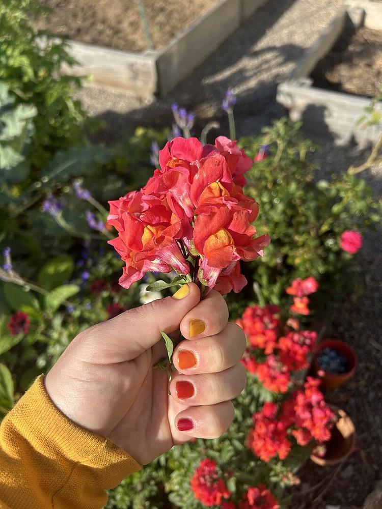 Rust Jelly - Customer Photo From M