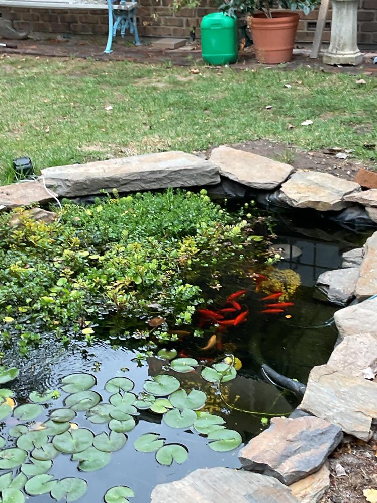 - Customer Photo From Yvonne Ransome