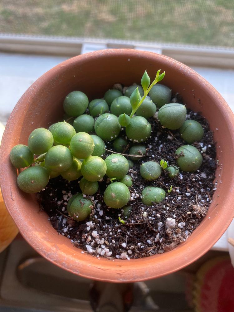 String Of Pearls Senecio Rowleyanus Succulent Hanging or Trailing