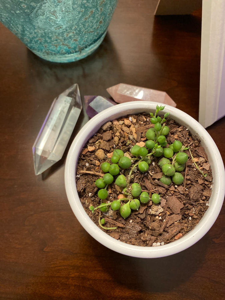 String Of Pearls Senecio Rowleyanus Succulent | Hanging Or Trailing ...