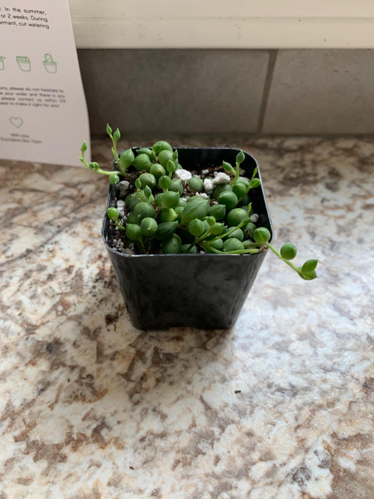 String Of Pearls Senecio Rowleyanus Succulent Hanging or Trailing