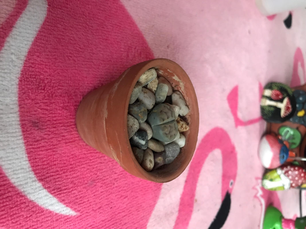 Lithops Living Stones for Sale | Succulent Care - Succulents Box