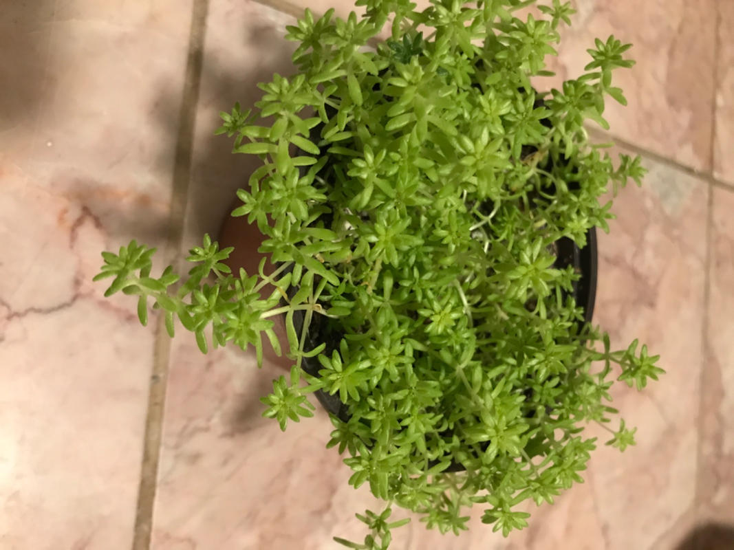 Sedum Golden Moss Succulent for Sale | Care Instruction - Succulents Box