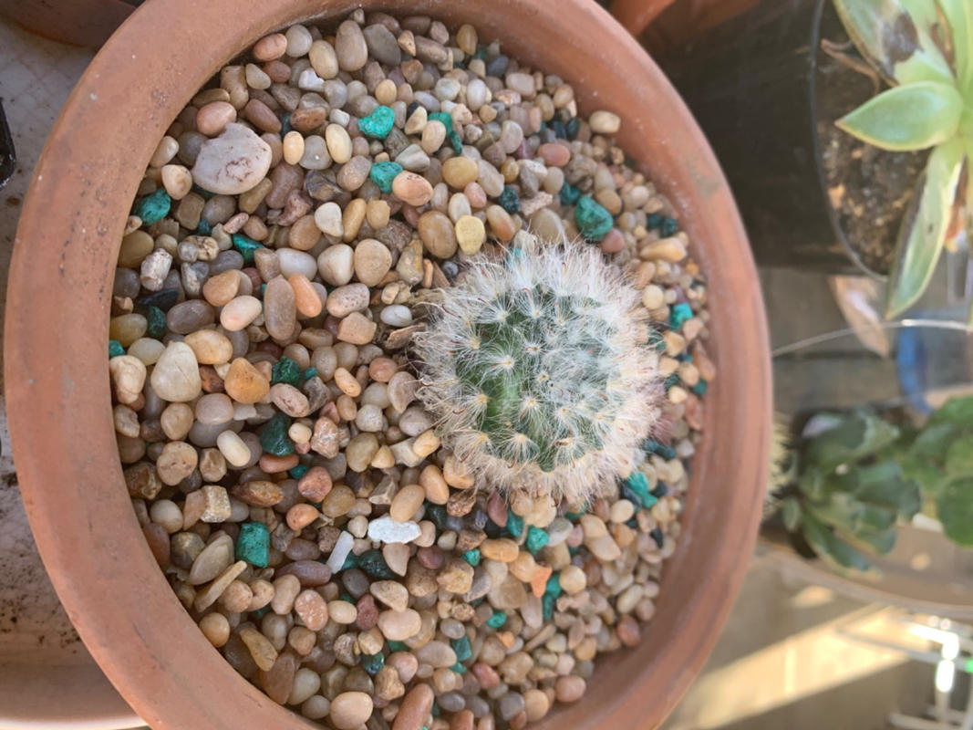 Powder Puff Cactus Mammillaria Bocasana Succulents Care Succulents Box