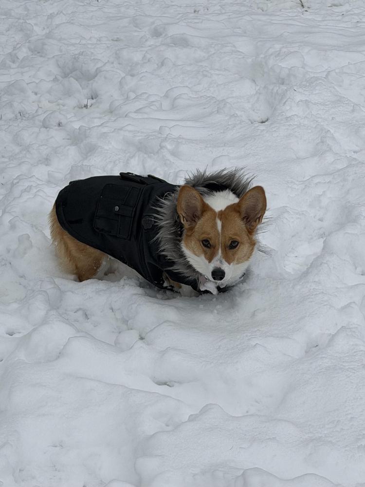 Eco+ Alaskan Army Parka - Sustainable Dog Coat | Canada Pooch